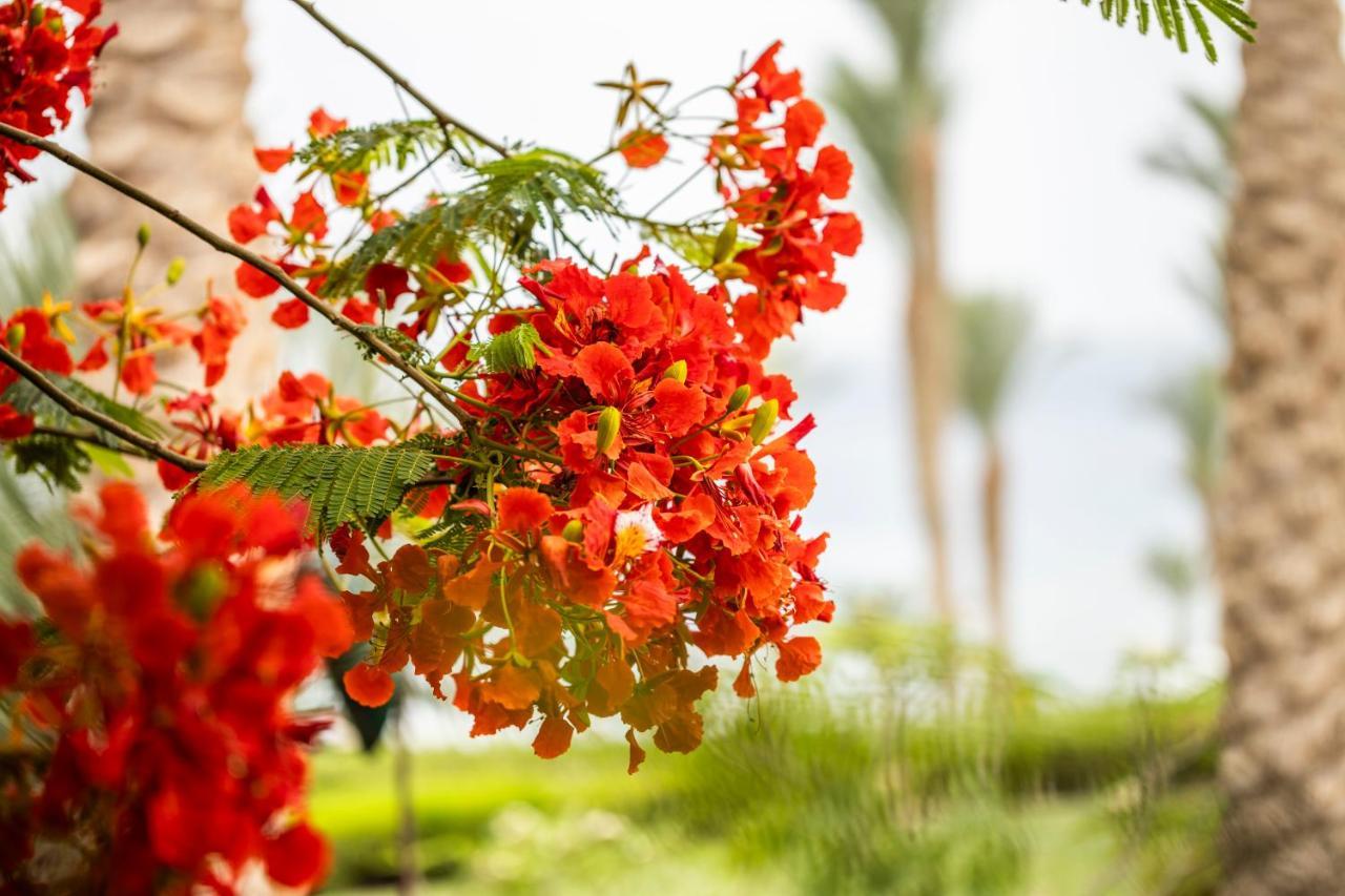 Four Seasons Resort Sharm El Sheikh Private Residential Villa & Chalet - Egypt מראה חיצוני תמונה